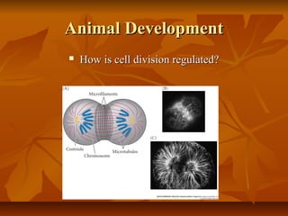 Animal DevelopmentAnimal Development
 How is cell division regulated?How is cell division regulated?
 