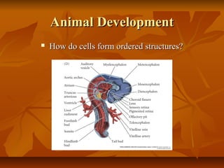 Animal DevelopmentAnimal Development
 How do cells form ordered structures?How do cells form ordered structures?
 