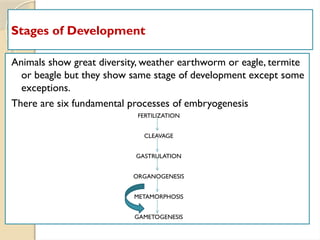 Stages of Development
Animals show great diversity, weather earthworm or eagle, termite
or beagle but they show same stage of development except some
exceptions.
There are six fundamental processes of embryogenesis
FERTILIZATION
CLEAVAGE
GASTRULATION
ORGANOGENESIS
METAMORPHOSIS
GAMETOGENESIS
 