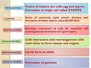 Fusion of mature sex cells, egg and sperm.
Formation of single cell called ZYGOTE
Series of extremely rapid mitotic divisions and
formation of hollow sphere called BLASTULA
Dramatic movement of cells for extensive cell
rearrangements formation of 3 germ layers.
Cells interaction and rearrangement with
each other to form tissues and organs.
Larval form to adult.
Formation of gametes
FERTILIZATION
CLEAVAGE
GASTRULATION
ORGANOGENESIS
METAMORPHOSIS
GAMETOGENESIS
 