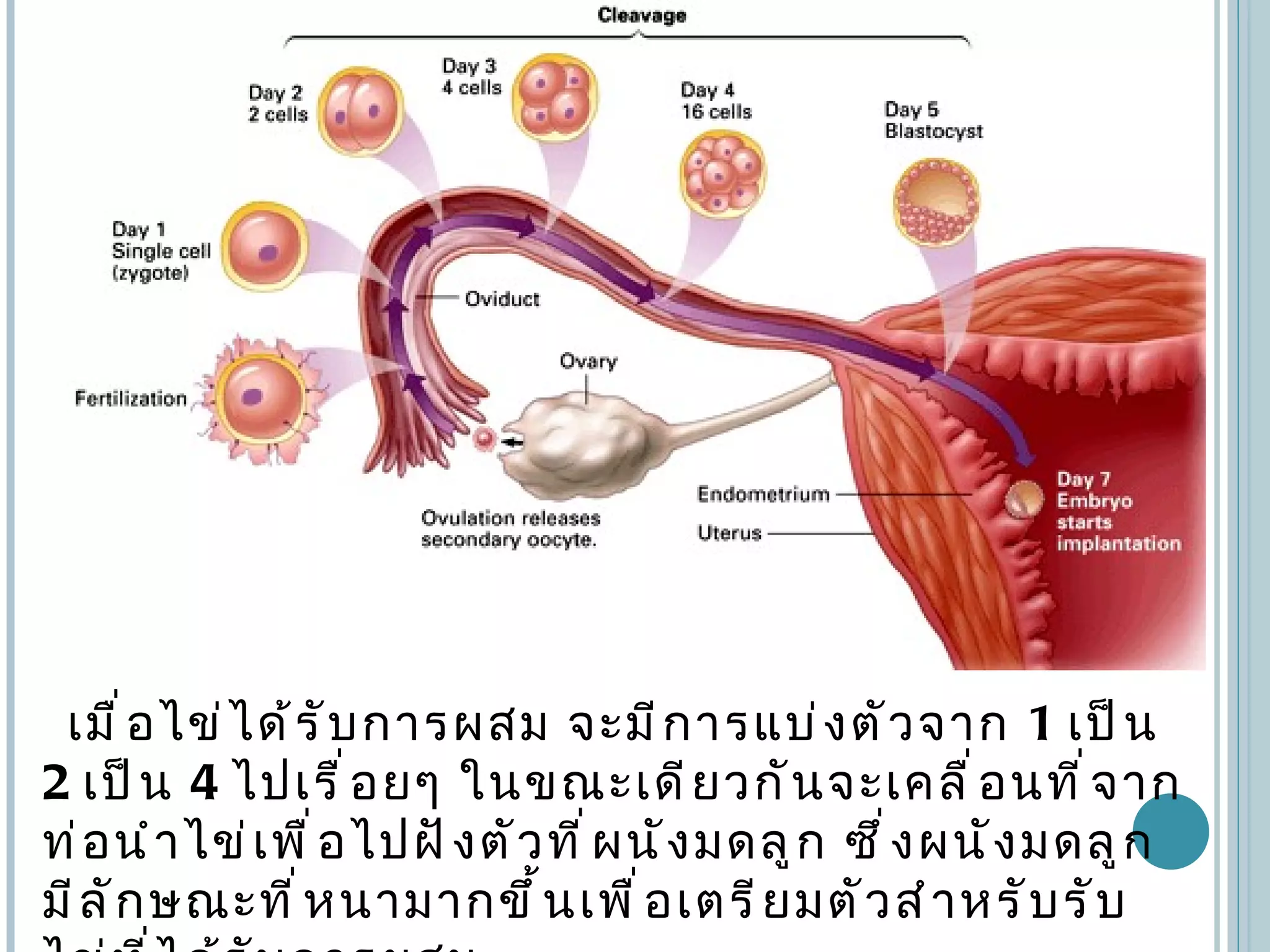 Developmental biology sp2 | PPT