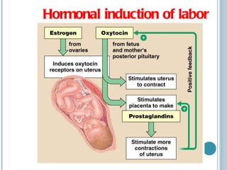 Hormonal induction of labor 