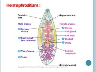 Hermaphroditism  : Genital pore Male organs: Seminal vesicle Sperm duct (vas deferens) Vas efferens Testis (Excretory pore) (Digestive tract) Female organs: Uterus Yolk gland Yolk duct Oviduct Ovary Seminal receptacle 