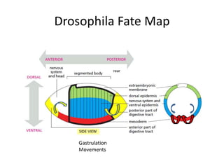 Developmental cascade of morphogens Define Drosophila Body Plan | PPTX