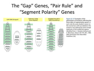 Developmental cascade of morphogens Define Drosophila Body Plan | PPTX