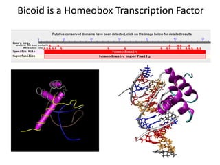 Developmental cascade of morphogens Define Drosophila Body Plan | PPTX