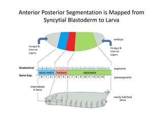 Developmental cascade of morphogens Define Drosophila Body Plan | PPTX