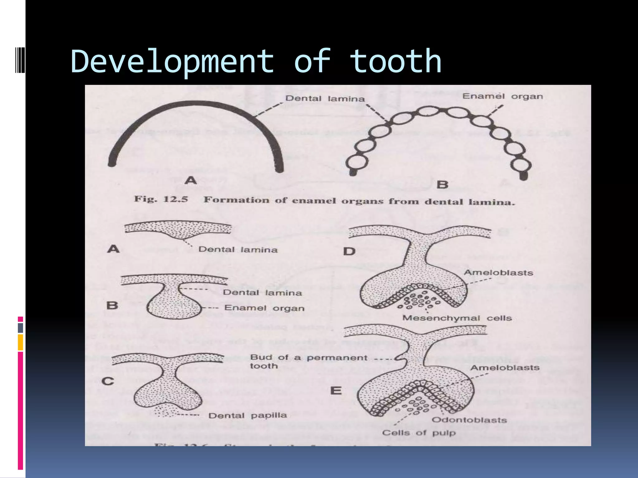 Development of tooth
 