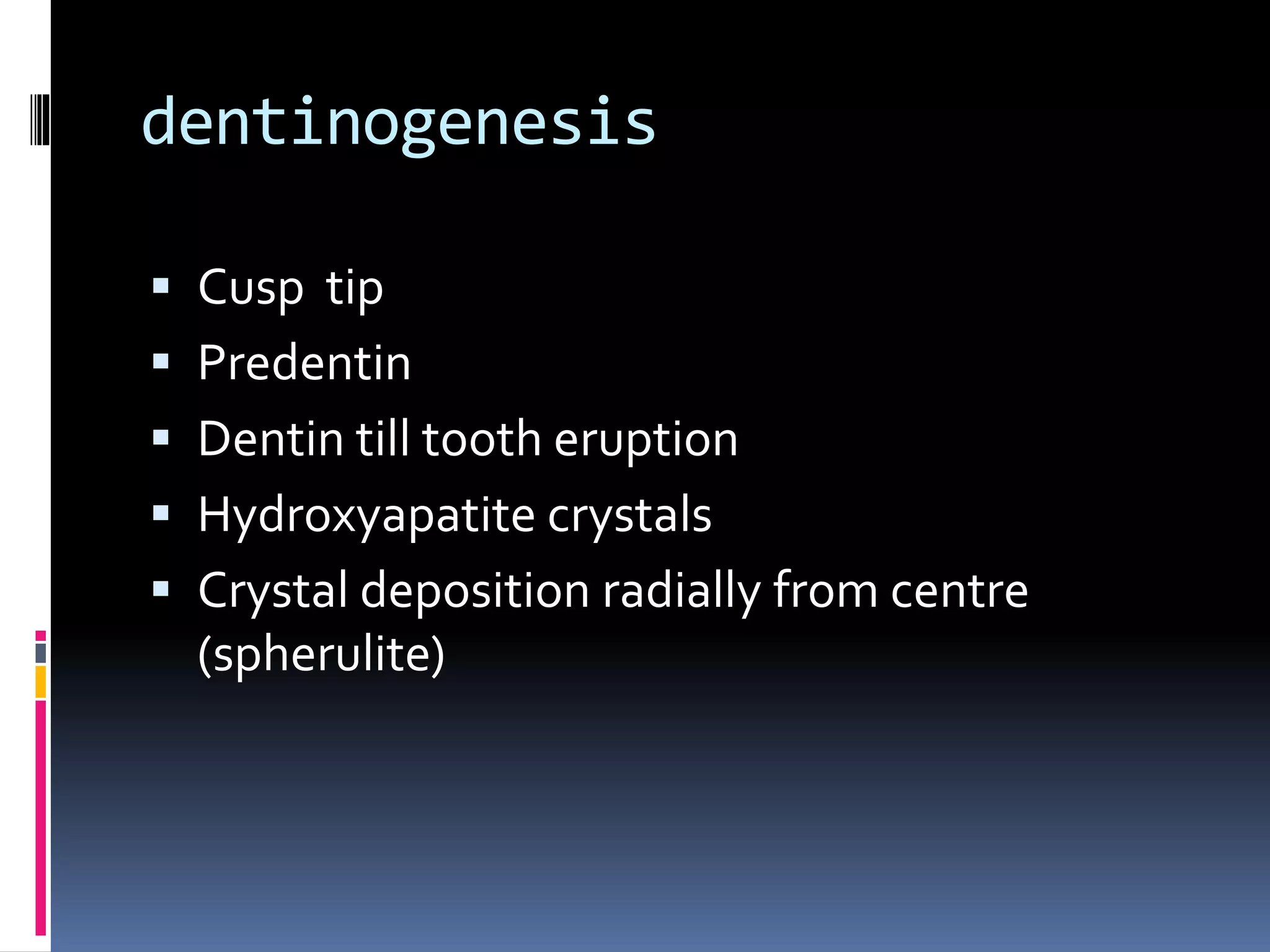 dentinogenesis
 Cusp tip
 Predentin
 Dentin till tooth eruption
 Hydroxyapatite crystals
 Crystal deposition radially from centre
(spherulite)
 