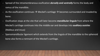 - Spread of the intramembranous ossification dorsally and ventrally forms the body and
ramus of the mandible.
- As the ossification continues  Meckel’s cartilage  becomes surrounded and invaded by
bone.
- Ossification stops at the site that will later become mandibular lingula from where the
Meckel’s cartilage continues into the middle ear and develops into auditory ossicles
(Malleus and incus)
- Spenomandibular ligament which extends from the lingula of the mandible to the sphenoid
bone also forms a remnant of the Meckel’s cartilage.
 