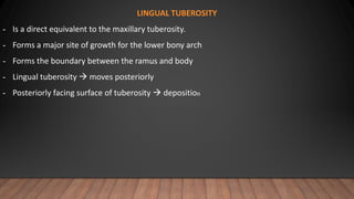 LINGUAL TUBEROSITY
- Is a direct equivalent to the maxillary tuberosity.
- Forms a major site of growth for the lower bony arch
- Forms the boundary between the ramus and body
- Lingual tuberosity  moves posteriorly
- Posteriorly facing surface of tuberosity  deposition
 