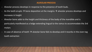 ALVEOLAR PROCESS
- Alveolar process develops in response to the presence of tooth buds.
- As the teeth erupts  bone deposition at the margins  alveolar process develops and
increases in height
- Alveolar bone adds to the height and thickness of the body of the mandible and is
particularly manifested as a ledge extending lingual to the ramus to accommodate the 3rd
molars
- In case of absence of teeth  alveolar bone fails to develop and it resorbs in the even tog
tooth extraction
 