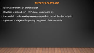 MECKEL’S CARTILAGE
- Is derived from the 1st branchial arch
- Develops at around 41st – 45th day of intrauterine life
- It extends from the cartilaginous otic capsule to the midline (symphysis)
- It provides a template for guiding the growth of the mandible.
 