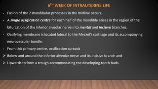 6TH WEEK OF INTRAUTERINE LIFE
- Fusion of the 2 mandibular processes in the midline occurs.
- A single ossification centre for each half of the mandible arises in the region of the
bifurcation of the inferior alveolar nerve into mental and incisive branches.
- Ossifying membrane is located lateral to the Meckel’s cartilage and its accompanying
neurovascular bundle.
- From this primary centre, ossification spreads
 Below and around the inferior alveolar nerve and its incisive branch and
 Upwards to form a trough accommodating the developing tooth buds.
 