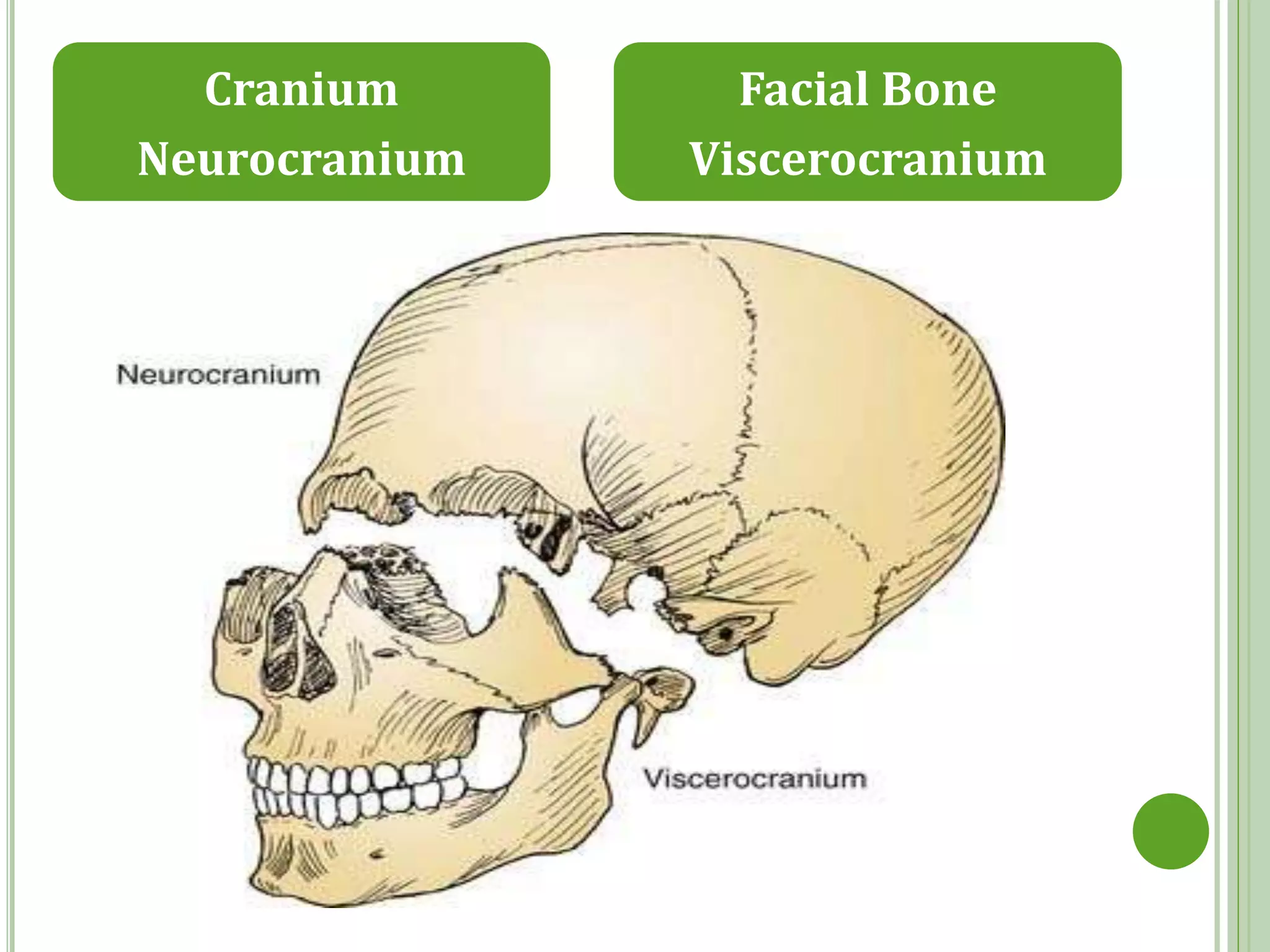anatomy of human skull | PPTX | Death, Injury, or Military Conflict ...