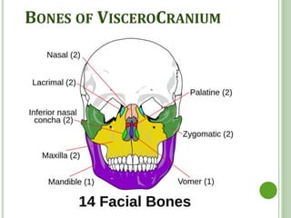 anatomy of human skull | PPTX