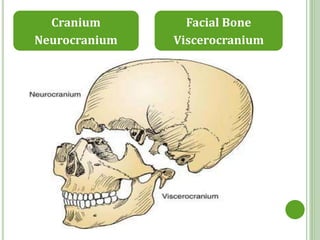 anatomy of human skull | PPTX | Death, Injury, or Military Conflict ...