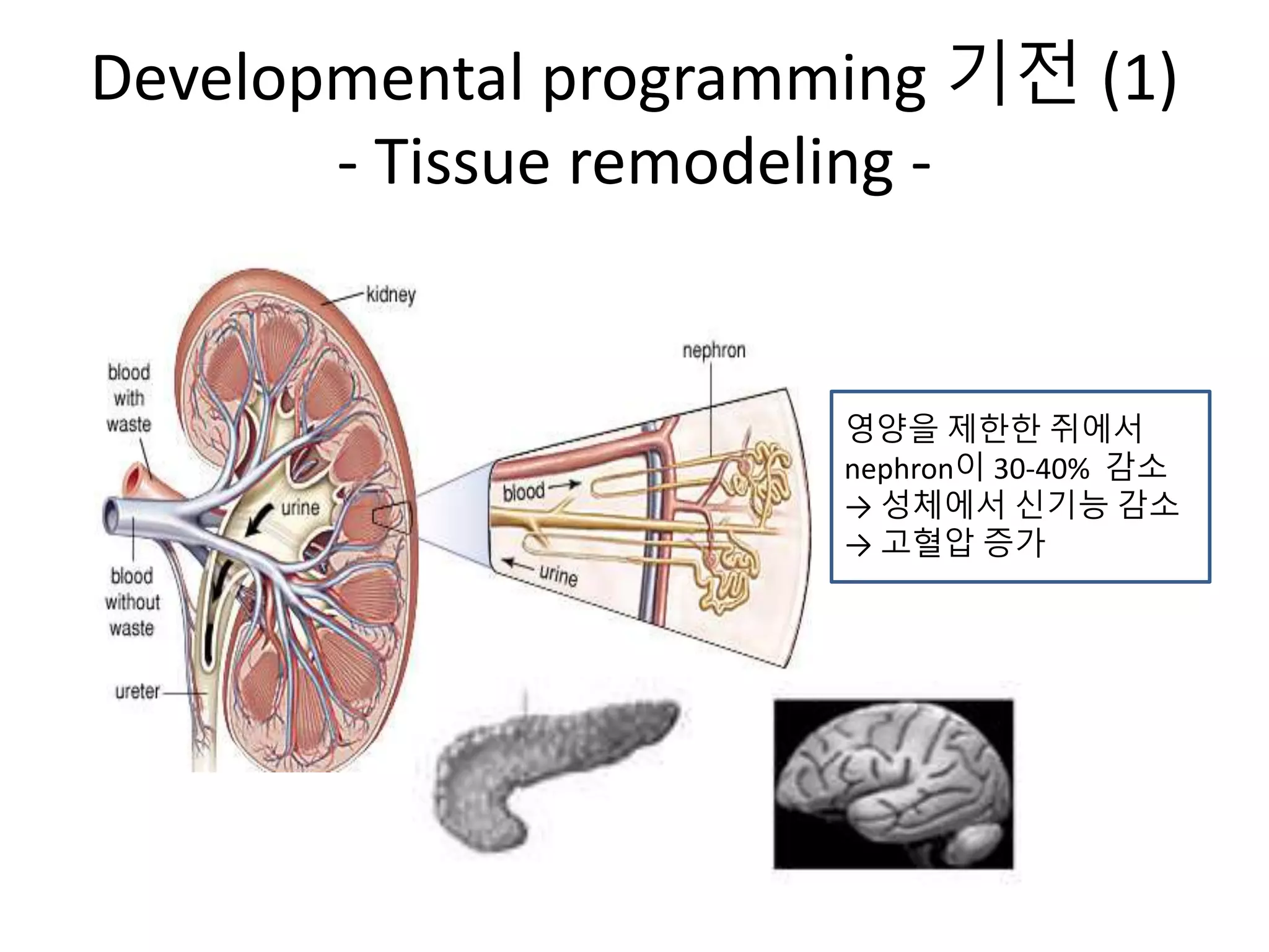 (마더리스크라운드) Developmental programming | PPT