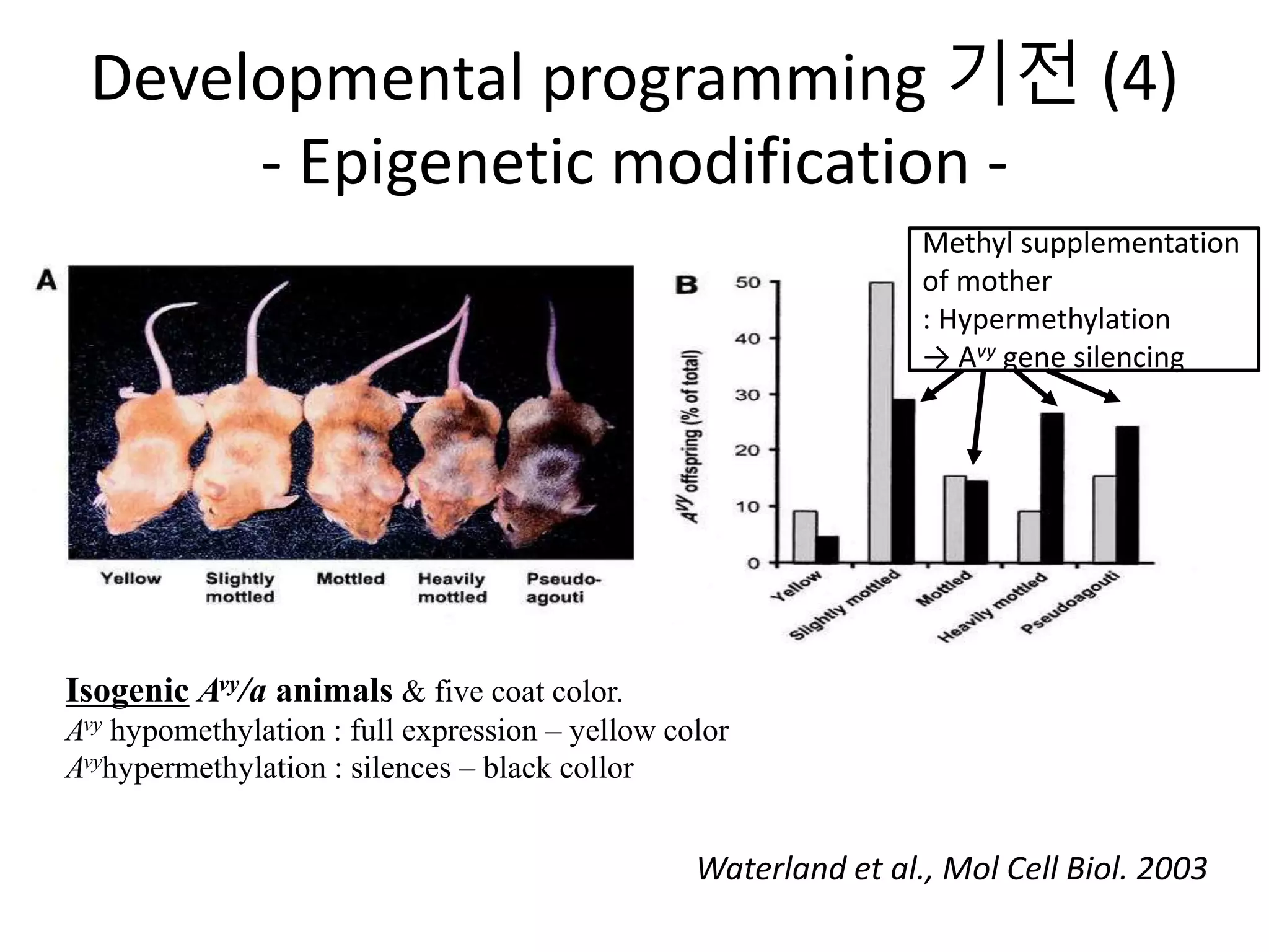 (마더리스크라운드) Developmental programming | PPT