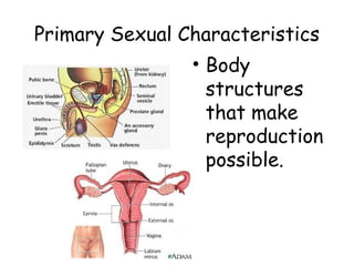 Primary Sexual Characteristics 
• Body 
structures 
that make 
reproduction 
possible. 
 