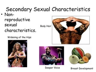 Secondary Sexual Characteristics 
• Non-reproductive 
sexual 
characteristics. 
Widening of the Hips 
Body Hair 
Deeper Voice Breast Development 
 