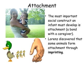 Attachment 
• The most important 
social construct an 
infant must develop is 
attachment (a bond 
with a caregiver). 
• Lorenz discovered that 
some animals form 
attachment through 
imprinting. 
 