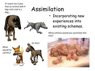 Assimilation 
• Incorporating new 
experiences into 
existing schemas. 
If I teach my 3 year 
that an animal with 4 
legs and a tail is a 
dog…. 
What 
would he 
call this? 
Or this? 
What schema would you assimilate this 
into? 
 