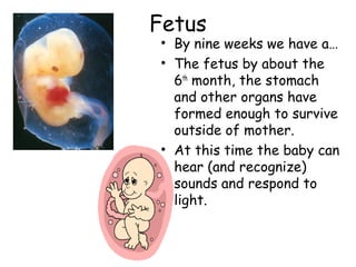 Fetus 
• By nine weeks we have a… 
• The fetus by about the 
6th month, the stomach 
and other organs have 
formed enough to survive 
outside of mother. 
• At this time the baby can 
hear (and recognize) 
sounds and respond to 
light. 
 
