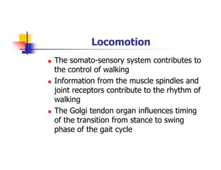 Locomotion
The somato-sensory system contributes to
the control of walking
Information from the muscle spindles and
joint receptors contribute to the rhythm of
walking
The Golgi tendon organ influences timing
of the transition from stance to swing
phase of the gait cycle
 