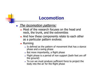 Locomotion
The locomotion patterns:
Most of the research focuses on the head and
neck, the trunk, and the extremities
And how these components relate to each other
as a particular pattern evolves:
Running
Is defined as the pattern of movement that has a stance
phase and a swing phase
But more importantly, a flight phase
Flight phase is a period of non support (both feet are off
the ground)
To run we must produce sufficient force to project the
body into the air for the flight phase
 