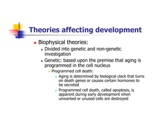 Theories affecting development
Biophysical theories:
Divided into genetic and non-genetic
investigation
Genetic: based upon the premise that aging is
programmed in the cell nucleus
Programmed cell death:
Aging is determined by biological clock that turns
on death genes or causes certain hormones to
be secreted
Programmed cell death, called apoptosis, is
apparent during early development when
unwanted or unused cells are destroyed
 