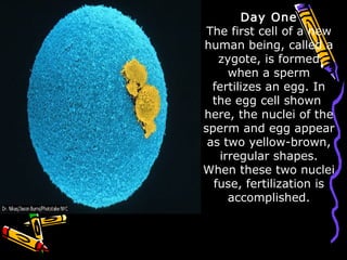 Day One
The first cell of a new
human being, called a
zygote, is formed
when a sperm
fertilizes an egg. In
the egg cell shown
here, the nuclei of the
sperm and egg appear
as two yellow-brown,
irregular shapes.
When these two nuclei
fuse, fertilization is
accomplished.
 
