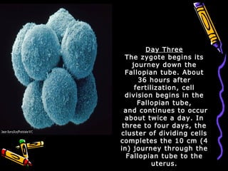 Day Three
The zygote begins its
journey down the
Fallopian tube. About
36 hours after
fertilization, cell
division begins in the
Fallopian tube,
and continues to occur
about twice a day. In
three to four days, the
cluster of dividing cells
completes the 10 cm (4
in) journey through the
Fallopian tube to the
uterus.
 