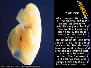 Week Four
After implantation, cells
of the embryo begin to
specialize and form
primitive organs. In the
four week-old embryo
shown here, the head
(bottom, left) can be
distinguished.
The heart beats, and limb
buds of the arms and legs
are visible. The placenta
develops at this stage and
provides the embryo with
nutrients from the
mother. The four-week-
old embryo measures
about 5 mm (about 0 .2
in) from crown to rump.
 