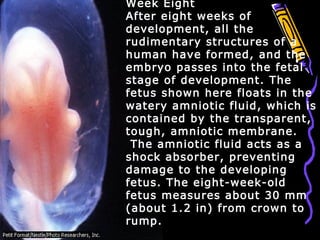 Week Eight
After eight weeks of
development, all the
rudimentary structures of a
human have formed, and the
embryo passes into the fetal
stage of development. The
fetus shown here floats in the
watery amniotic fluid, which is
contained by the transparent,
tough, amniotic membrane.
The amniotic fluid acts as a
shock absorber, preventing
damage to the developing
fetus. The eight-week-old
fetus measures about 30 mm
(about 1.2 in) from crown to
rump.
 