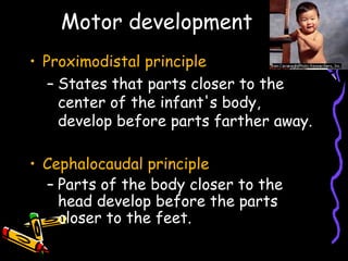 Motor development
• Proximodistal principle
– States that parts closer to the
center of the infant's body,
develop before parts farther away.
• Cephalocaudal principle
– Parts of the body closer to the
head develop before the parts
closer to the feet.
 