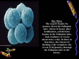 Day Three The zygote begins its journey down the Fallopian tube. About 36 hours after fertilization, cell division begins in the Fallopian tube, and continues to occur about twice a day. In three to four days, the cluster of dividing cells completes the 10 cm (4 in) journey through the Fallopian tube to the uterus. 