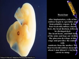 Week Four After implantation, cells of the embryo begin to specialize and form primitive organs. In the four week-old embryo shown here, the head (bottom, left) can be distinguished. The heart beats, and limb buds of the arms and legs are visible. The placenta develops at this stage and provides the embryo with  nutrients from the mother. The four-week-old embryo measures about 5 mm (about 0 .2 in) from crown to rump. 