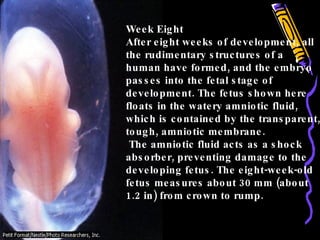 Week Eight After eight weeks of development, all the rudimentary structures of a human have formed, and the embryo passes into the fetal stage of development. The fetus shown here floats in the watery amniotic fluid, which is contained by the transparent, tough, amniotic membrane. The amniotic fluid acts as a shock absorber, preventing damage to the developing fetus. The eight-week-old fetus measures about 30 mm (about 1.2 in) from crown to rump. 