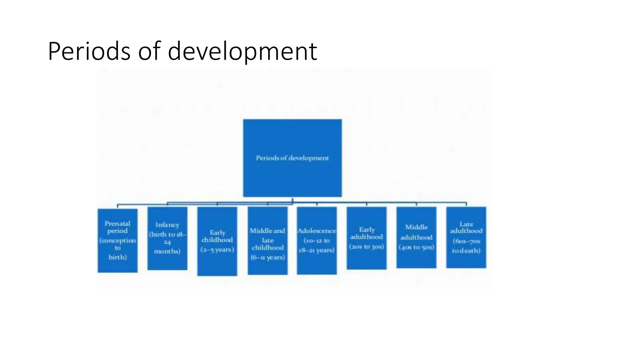 Periods of development
 