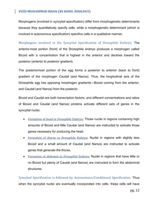 SYED MUHAMMAD KHAN (BS HONS. ZOOLOGY)
pg. 12
Morphogens (involved in syncytial specification) differ from morphogenetic determinants
because they quantitatively specify cells, while a morphogenetic determinant (which is
involved in autonomous specification) specifics cells in a qualitative manner.
Morphogens involved in the Syncytial Specification of Drosophila Embryo: The
anterior-most portion (front) of the Drosophila embryo produces a morphogen called
Bicoid with a concentration that is highest in the anterior and declines toward the
posterior (anterior to posterior gradient).
The posteriormost portion of the egg forms a posterior to anterior (back to front)
gradient of the morphogen Caudal (and Nanos). Thus, the longitudinal axis of the
Drosophila egg has opposing morphogen gradients—Bicoid coming from the anterior,
and Caudal (and Nanos) from the posterior.
Bicoid and Caudal are both transcription factors, and different concentrations and ratios
of Bicoid and Caudal (and Nanos) proteins activate different sets of genes in the
syncytial nuclei.
 Formation of head in Drosophila Embryo: Those nuclei in regions containing high
amounts of Bicoid and little Caudal (and Nanos) are instructed to activate those
genes necessary for producing the head.
 Formation of thorax in Drosophila Embryo: Nuclei in regions with slightly less
Bicoid and a small amount of Caudal (and Nanos) are instructed to activate
genes that generate the thorax.
 Formation of abdomen in Drosophila Embryo: Nuclei in regions that have little or
no Bicoid but plenty of Caudal (and Nanos) are instructed to form the abdominal
structures.
Syncytial Specification is followed by Autonomous/Conditional Specification: Thus
when the syncytial nuclei are eventually incorporated into cells, these cells will have
 