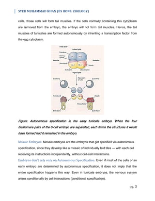 SYED MUHAMMAD KHAN (BS HONS. ZOOLOGY)
pg. 3
cells, those cells will form tail muscles. If the cells normally containing this cytoplasm
are removed from the embryo, the embryo will not form tail muscles. Hence, the tail
muscles of tunicates are formed autonomously by inheriting a transcription factor from
the egg cytoplasm.
Figure: Autonomous specification in the early tunicate embryo. When the four
blastomere pairs of the 8-cell embryo are separated, each forms the structures it would
have formed had it remained in the embryo.
Mosaic Embryos: Mosaic embryos are the embryos that get specified via autonomous
specification, since they develop like a mosaic of individually laid tiles — with each cell
receiving its instructions independently, without cell-cell interactions.
Embryos don’t rely only on Autonomous Specification: Even if most of the cells of an
early embryo are determined by autonomous specification, it does not imply that the
entire specification happens this way. Even in tunicate embryos, the nervous system
arises conditionally by cell interactions (conditional specification).
 
