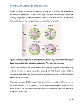 SYED MUHAMMAD KHAN (BS HONS. ZOOLOGY)
pg. 8
Driesch confirmed conditional development in sea urchin embryos by performing a
recombination experiment. In sea urchin eggs, the first two cleavage planes are
normally longitudinal (vertical/meridional), whereas the third division is equatorial
(horizontal), dividing the embryo into four upper and four lower cells.
Figure: Normal cleavage in 8- to 16-cell sea urchin embryos, seen from the animal pole
(upper sequence) and the side (lower sequence). The nuclei are numbered.
Driesch (1893) changed the direction of the third cleavage by gently compressing early
embryos between two glass plates, thus causing the third division to be meridional
(vertical/longitudinal) like the first two. After he released the pressure, the fourth division
was equatorial (horizontal).
This procedure reshuffled the nuclei, placing nuclei that normally would have been in
the region destined to form endoderm into the presumptive ectoderm region. In other
words, some nuclei that would normally have produced ventral structures were now
found in the dorsal cells.
 