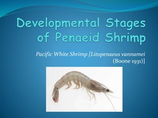 Pacific White Shrimp [Litopenaeus vannamei
(Boone 1931)]
 