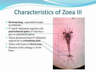 Developmental stages of penaeid shrimp | PPTX