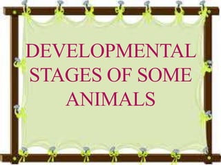 DEVELOPMENTAL
STAGES OF SOME
ANIMALS
 
