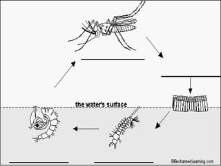 Developmental stages of some animals | PPTX
