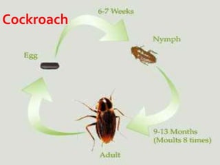 Cockroach Development Developmental stages of some animals | PPTX