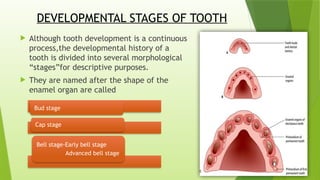 DEVELOPMENTAL STAGES OF TOOTH IN DENTAL HISTOLOGY | PPTX