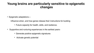 Young brains are particularly sensitive to epigenetic
changes
• Epigenetic adaptations –
Influence when, and how genes release their instructions for building
• Future capacity for health, skills, and resilience.
• Supportive and nurturing experiences in the earliest years-
• Generate positive epigenetic signatures
• Activate genetic potential
 
